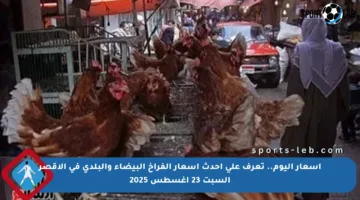 أسعار اليوم.. تعرف على أحدث أسعار الفراخ البيضاء والبلدى في الأقصر السبت 23 أغسطس 2025